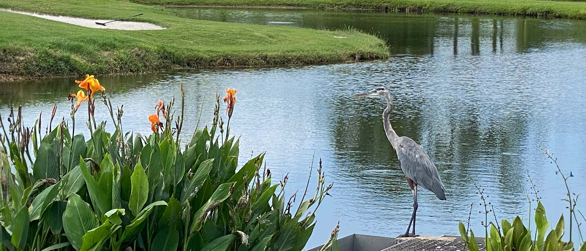 Great Blue Heron sitting near a flowering water plant at the edge of a pond