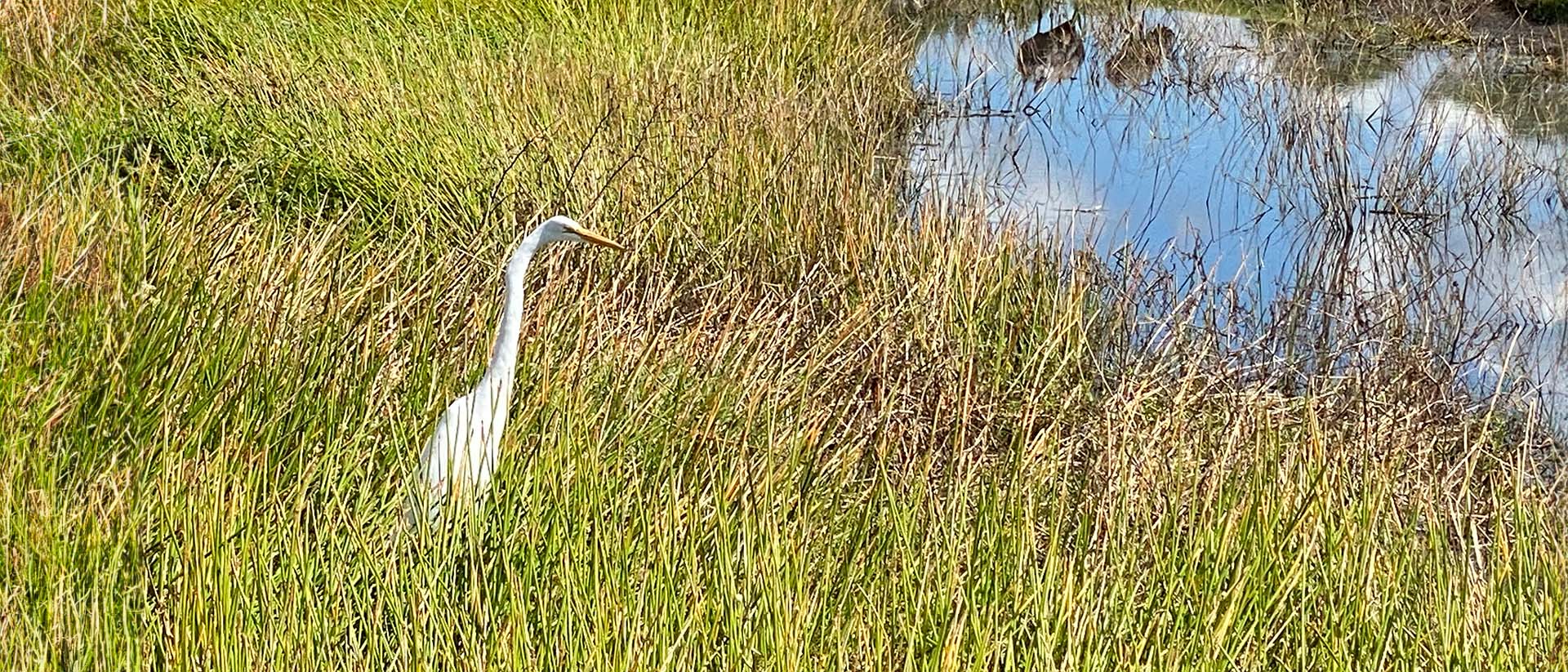 white egret hunting amongst the grasses at the edge of a pond