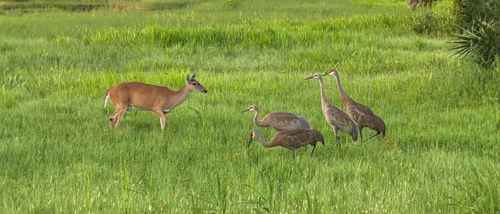 deer meets four Sandhill Cranes
