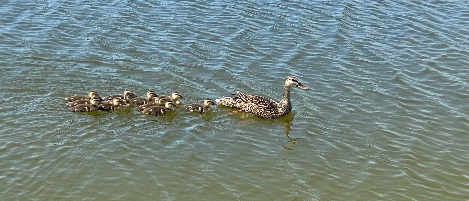 mother duck and ducklings swimming in a pond