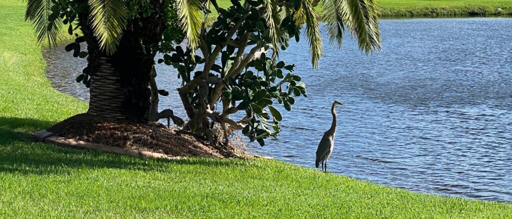 Great Blue Heron at the edge of a pond